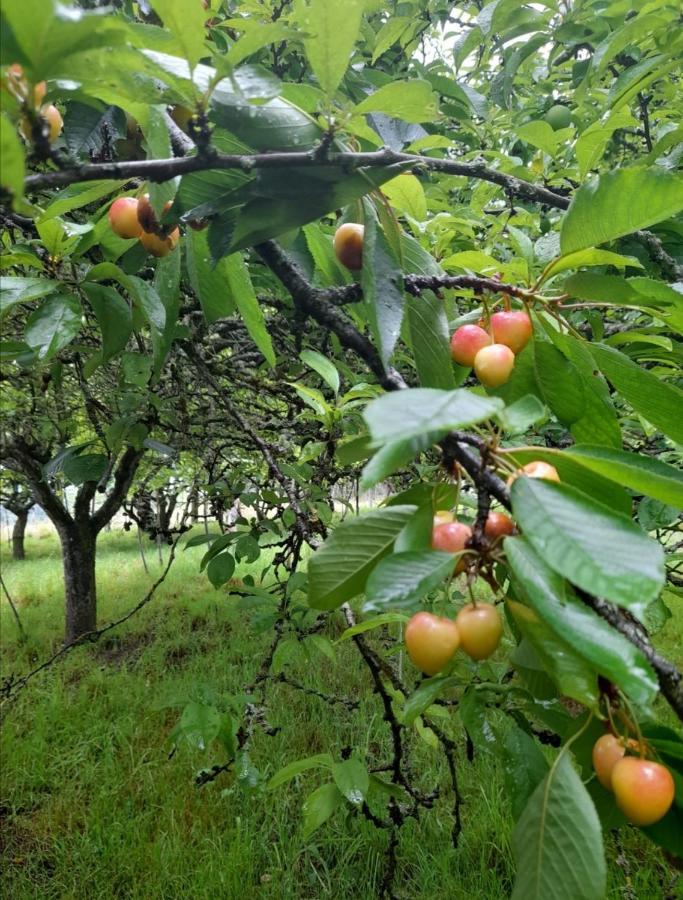 塞拉诺瓦A Casa Dos Avos别墅 外观 照片